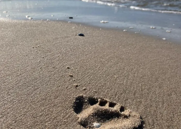 Mesa Grill Restaurant Cafe Дзвижино